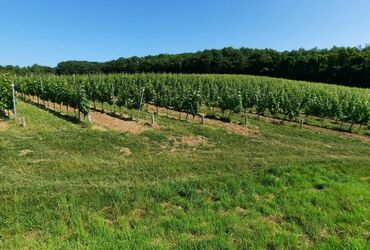 VENEZ DECOUVRIR UN VIGNOBLE, UN CHATEAU AVEC UN DEJEUNER !